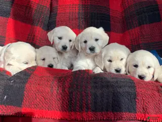 Golden Retriever dogs for sale: Golden Retriever Puppy 1 - Ad 3