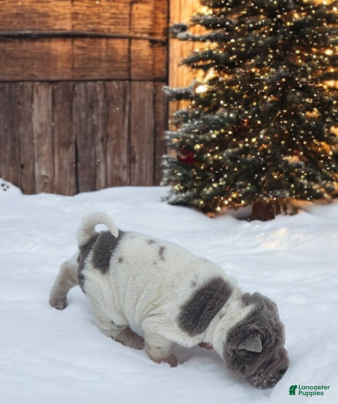 Shar Pei dogs for sale: Lilly lilac flower mini  - Ad 12