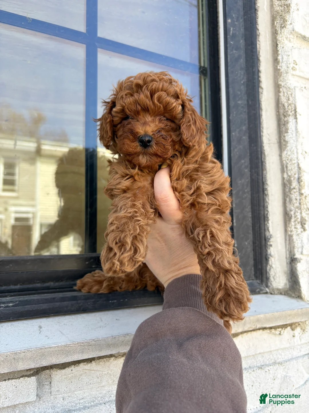 Miniature Poodle dogs for sale: Miniature Poodle Puppy 2 - Ad 2