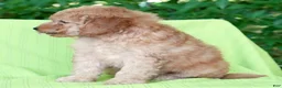 Mini Goldendoodle dogs for sale: Corey - Ad 8