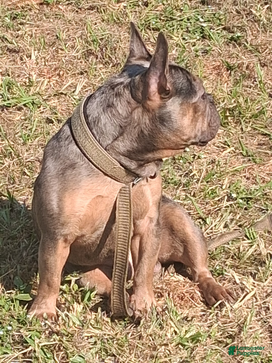 French Bulldog dogs for stud: Buddy for stud +ivf - Ad 3