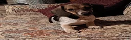 Miniature Dachshund dogs for sale: Miniature Dachshund 3 - Ad 4