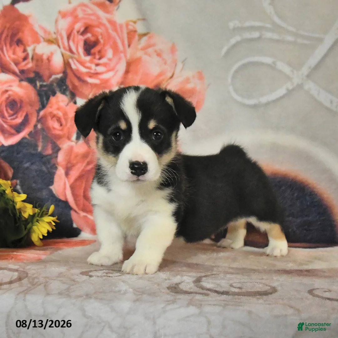 Welsh Corgi Pembroke dogs for sale: Lucy - Ad 2