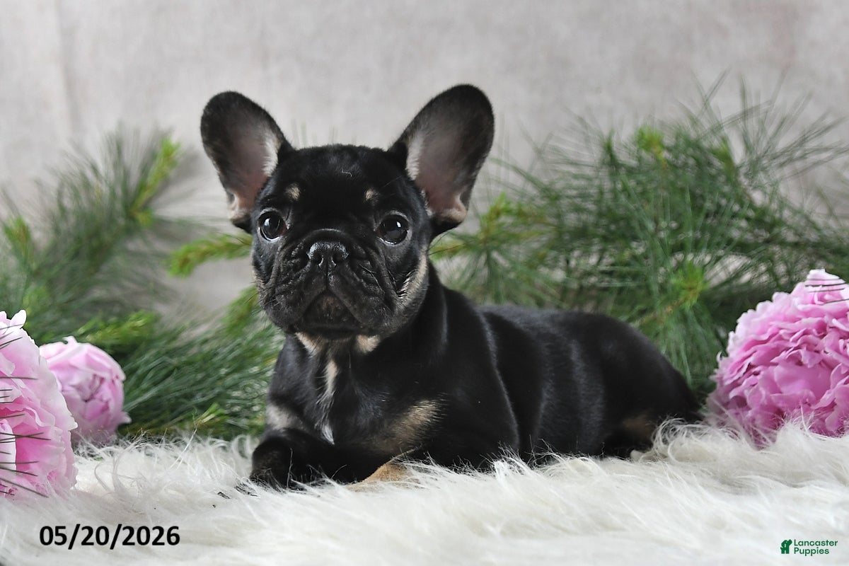 French Bulldog dogs Holly - Ad 2