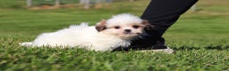 Shih Tzu dogs for sale: Hunter - Ad 5