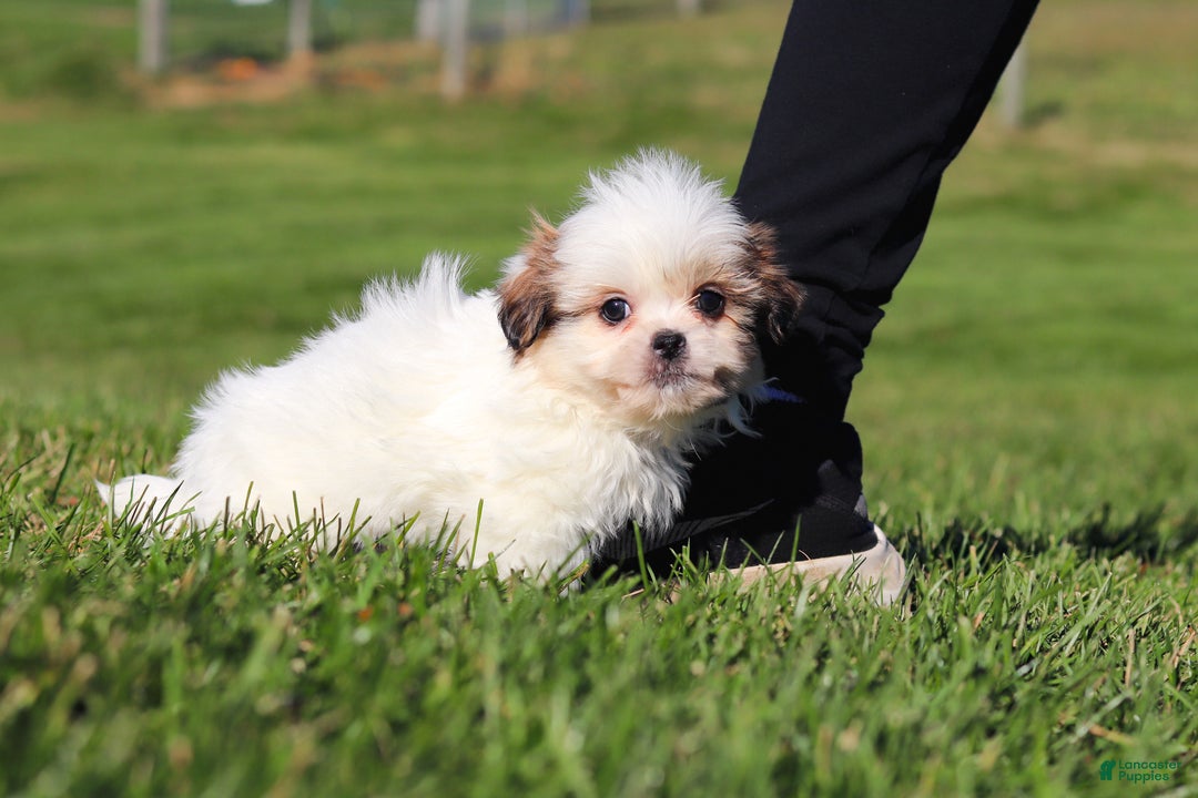 Shih Tzu dogs for sale: Hunter - Ad 5