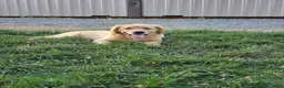 Golden Retriever dogs for sale: Leo - Ad 2