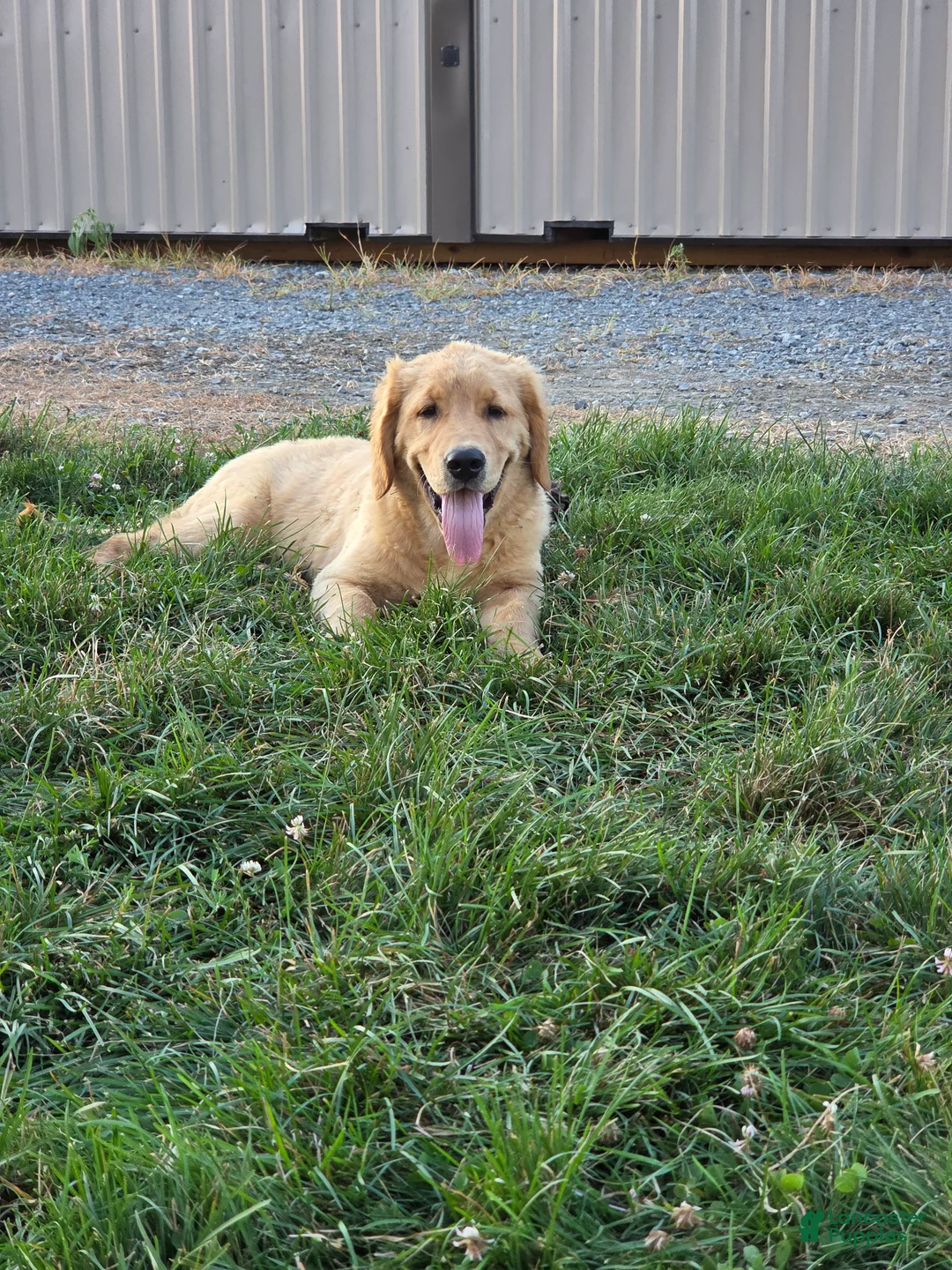 Golden Retriever dogs for sale: Leo - Ad 2