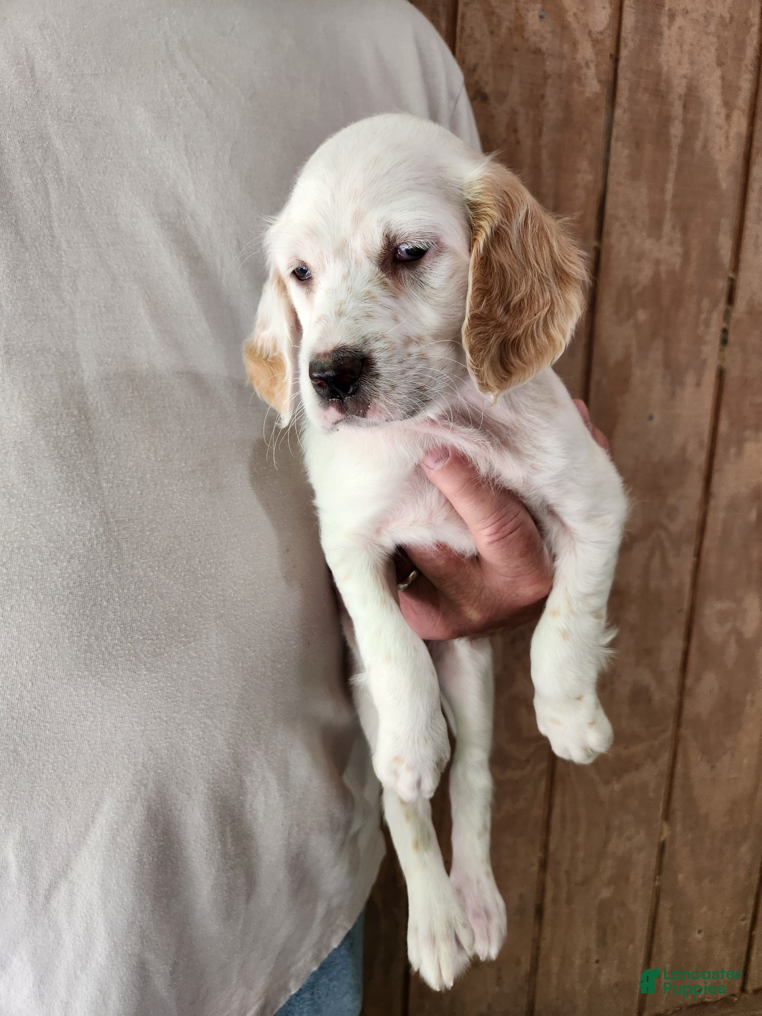 English Setter dogs Llewellin Setter Female 3 - Ad 1