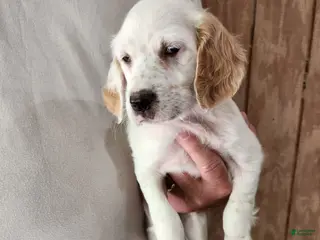 English Setter dogs Llewellin Setter Female 3 - Ad 1
