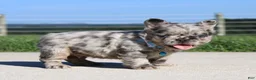 French Bulldog dogs for sale: Hank - Ad 4
