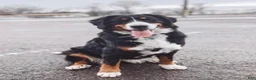 Bernedoodle dogs for sale: Sadie - Ad 13