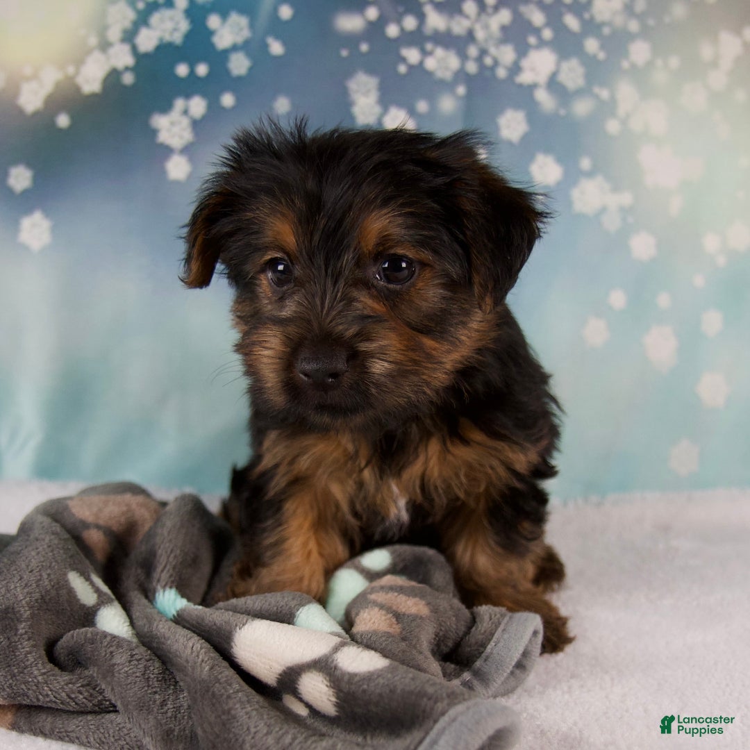Yorkshire Terrier dogs for sale: Laina - Ad 4