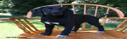Mixed Breed dogs for sale: Hearts - Ad 4