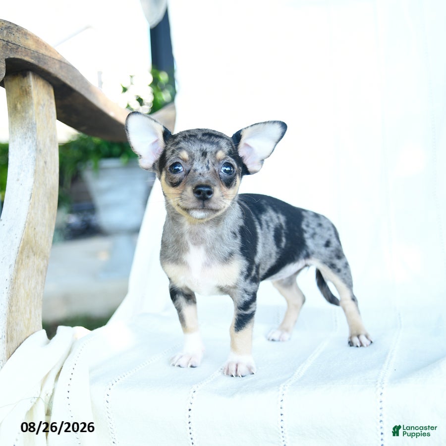 Chihuahua dogs Rainbow - Ad 2