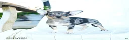 Chihuahua dogs for sale: Rainbow - Ad 2