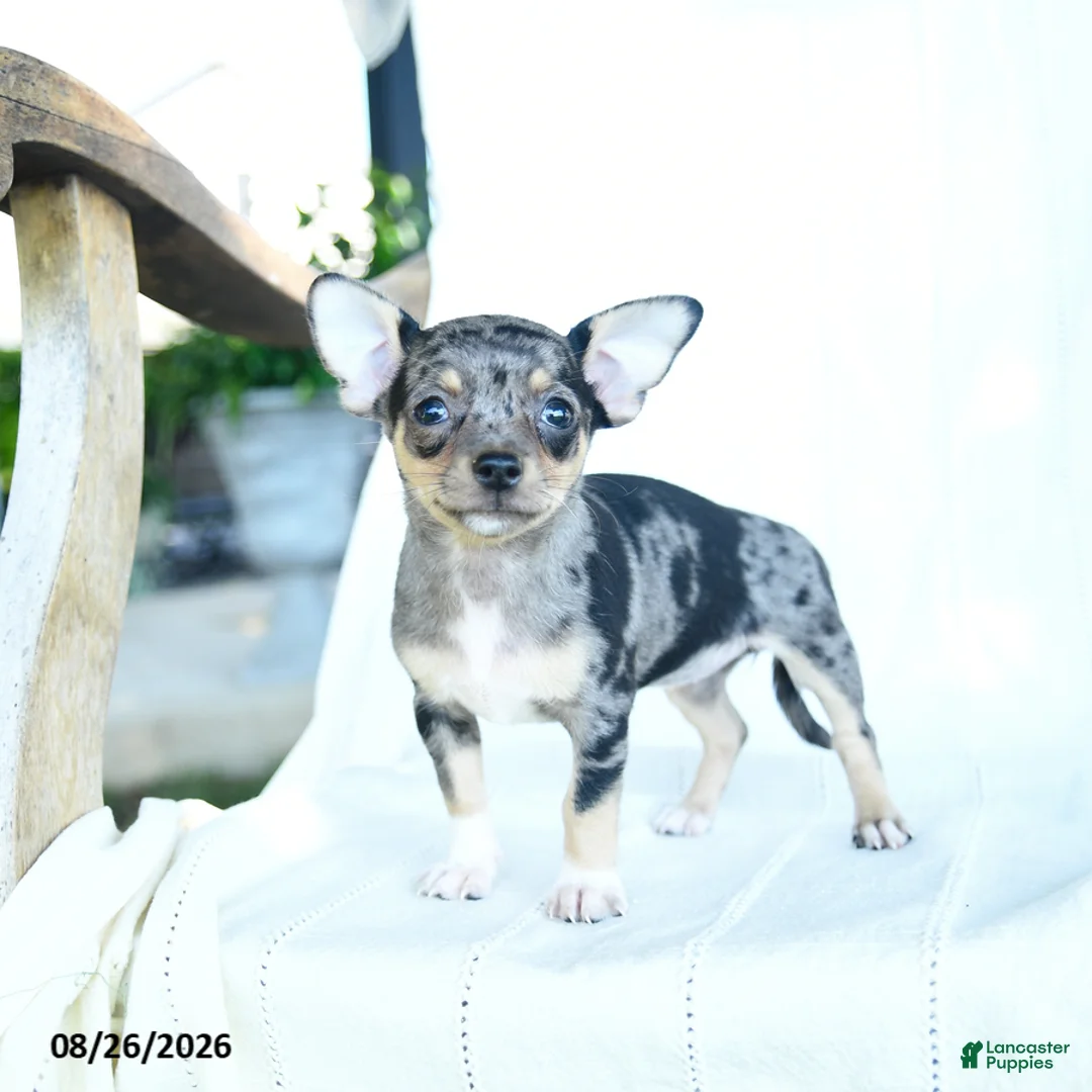 Chihuahua dogs for sale: Rainbow - Ad 2