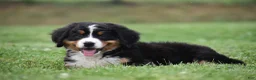 Bernese Mountain Dog dogs for sale: Princess - Ad 3