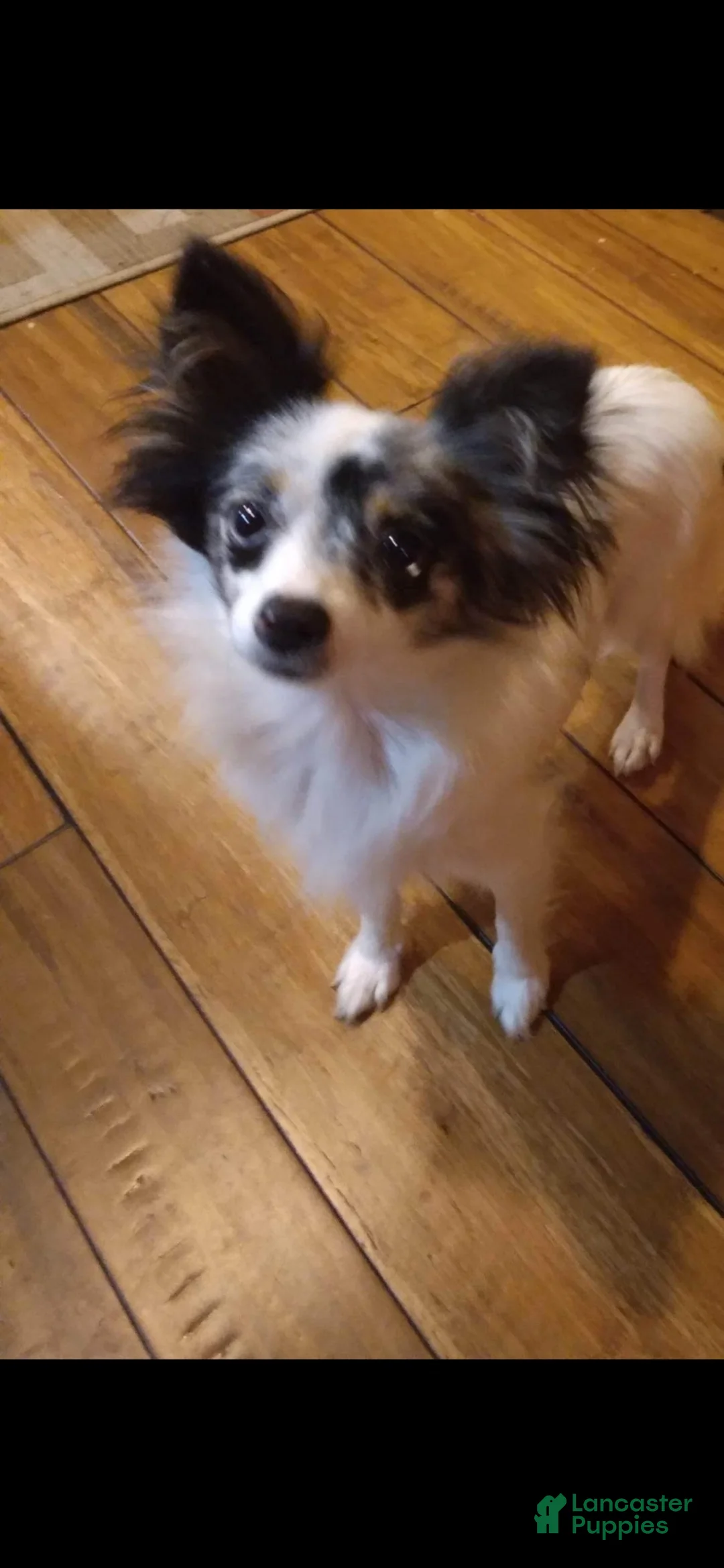 Chihuahua dogs for sale: Chihuahua 3 - Ad 3