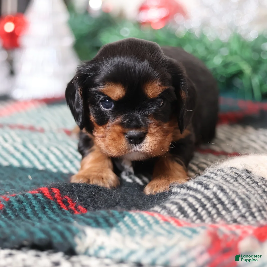 Cavalier King Charles Spaniel dogs for sale: Rudy | Genetically Screened  - Ad 18