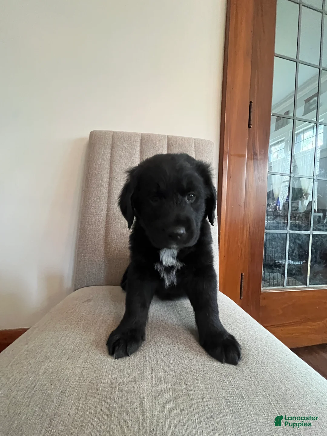 Mixed Breed dogs for sale: Meet Jax! - Ad 2