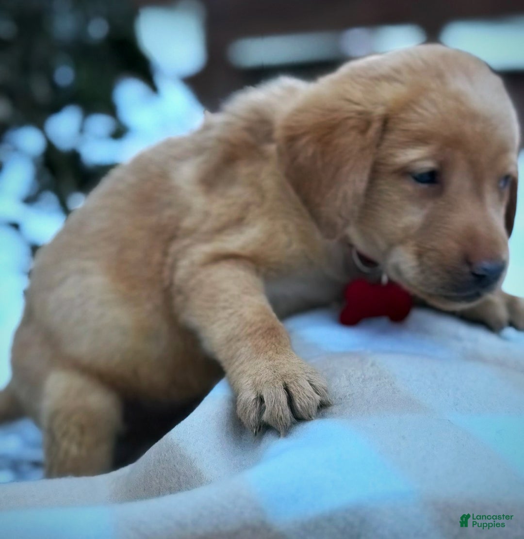 Labrador Retriever dogs for sale: Labrador Retriever Puppy 1 - Ad 5