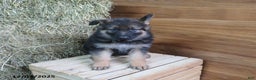 German Shepherd dogs for sale: Maverick - Ad 1