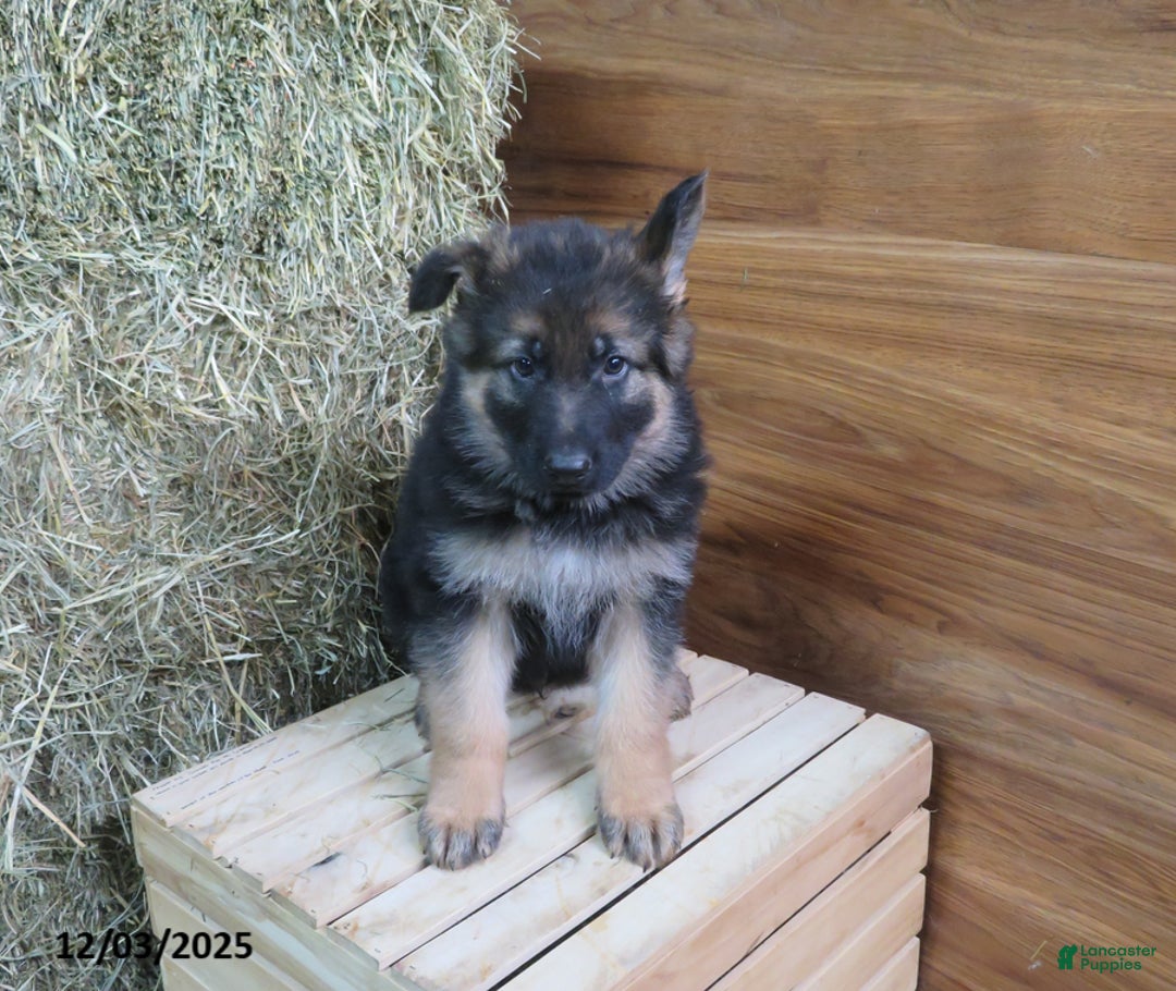 German Shepherd dogs for sale: Maverick - Ad 1