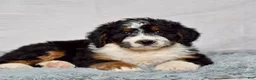 Bernedoodle dogs for sale: Wynonna  - Ad 3