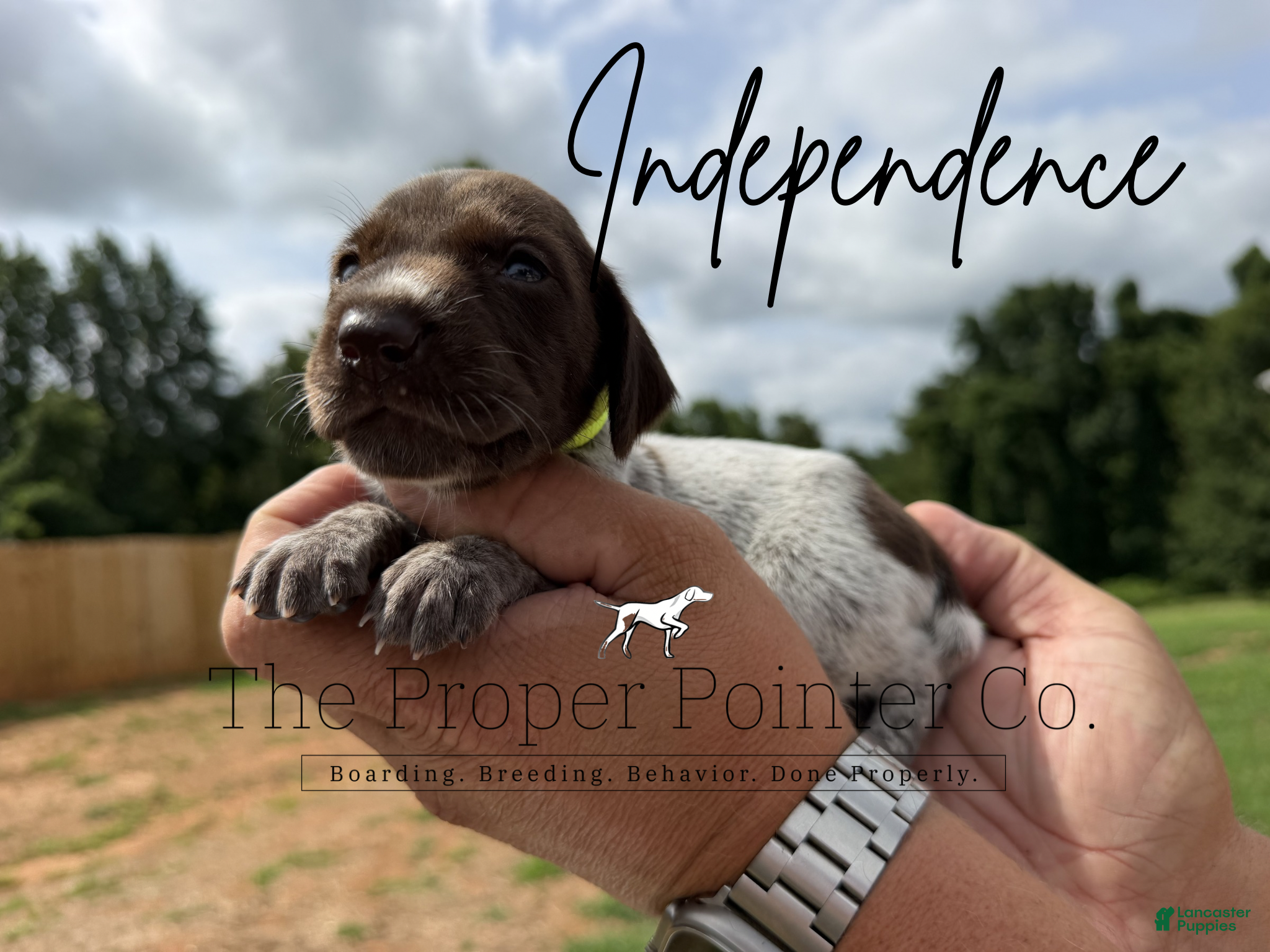 German Shorthaired Pointer dogs Independence - Ad 1