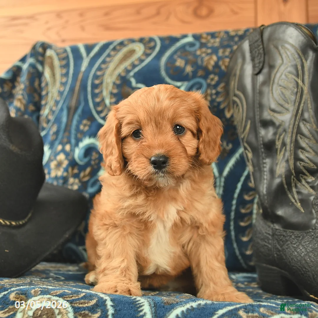Cavapoo dogs for sale: Tango  - Ad 1