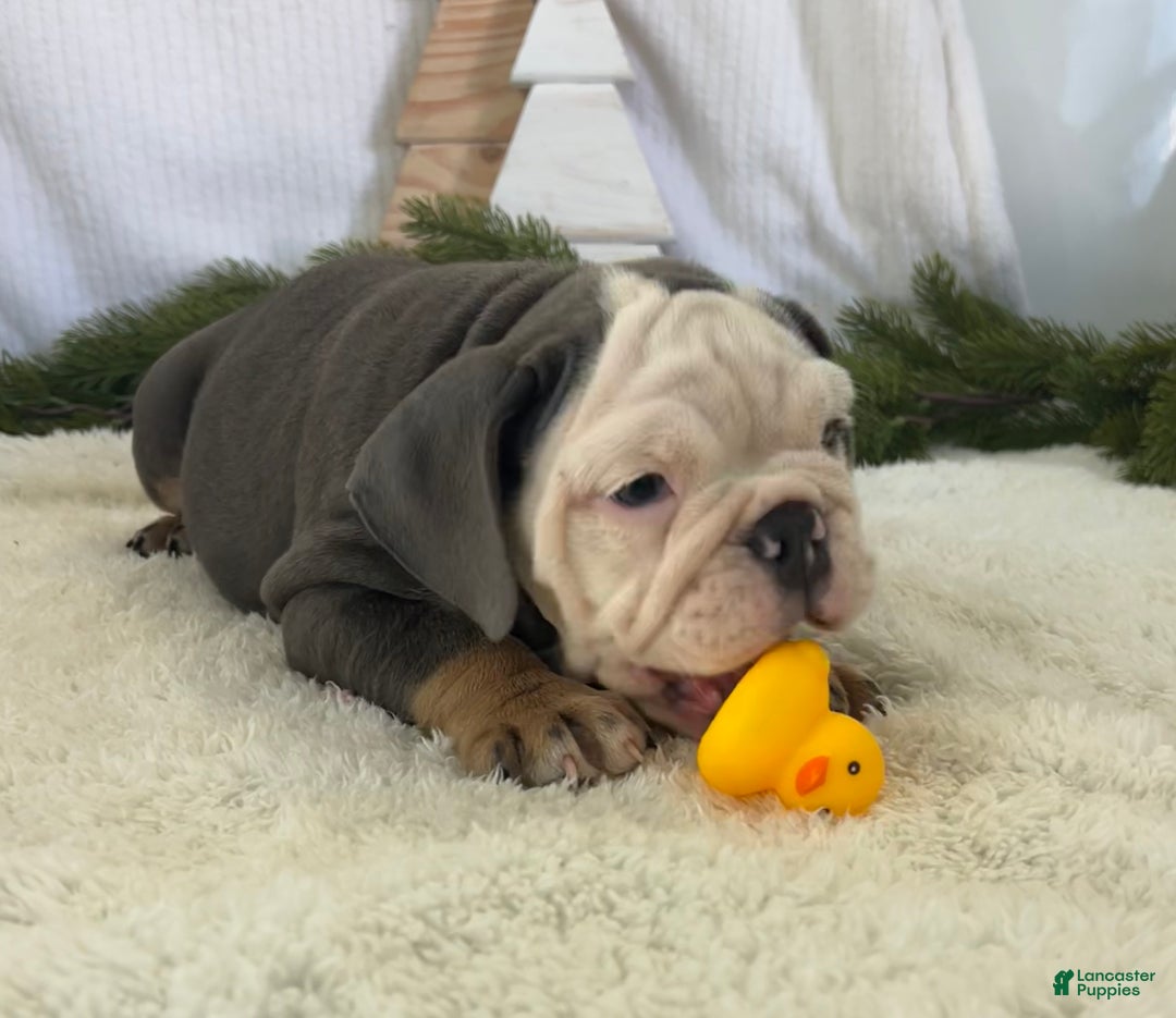 English Bulldog dogs for sale: Lindsay - Ad 6