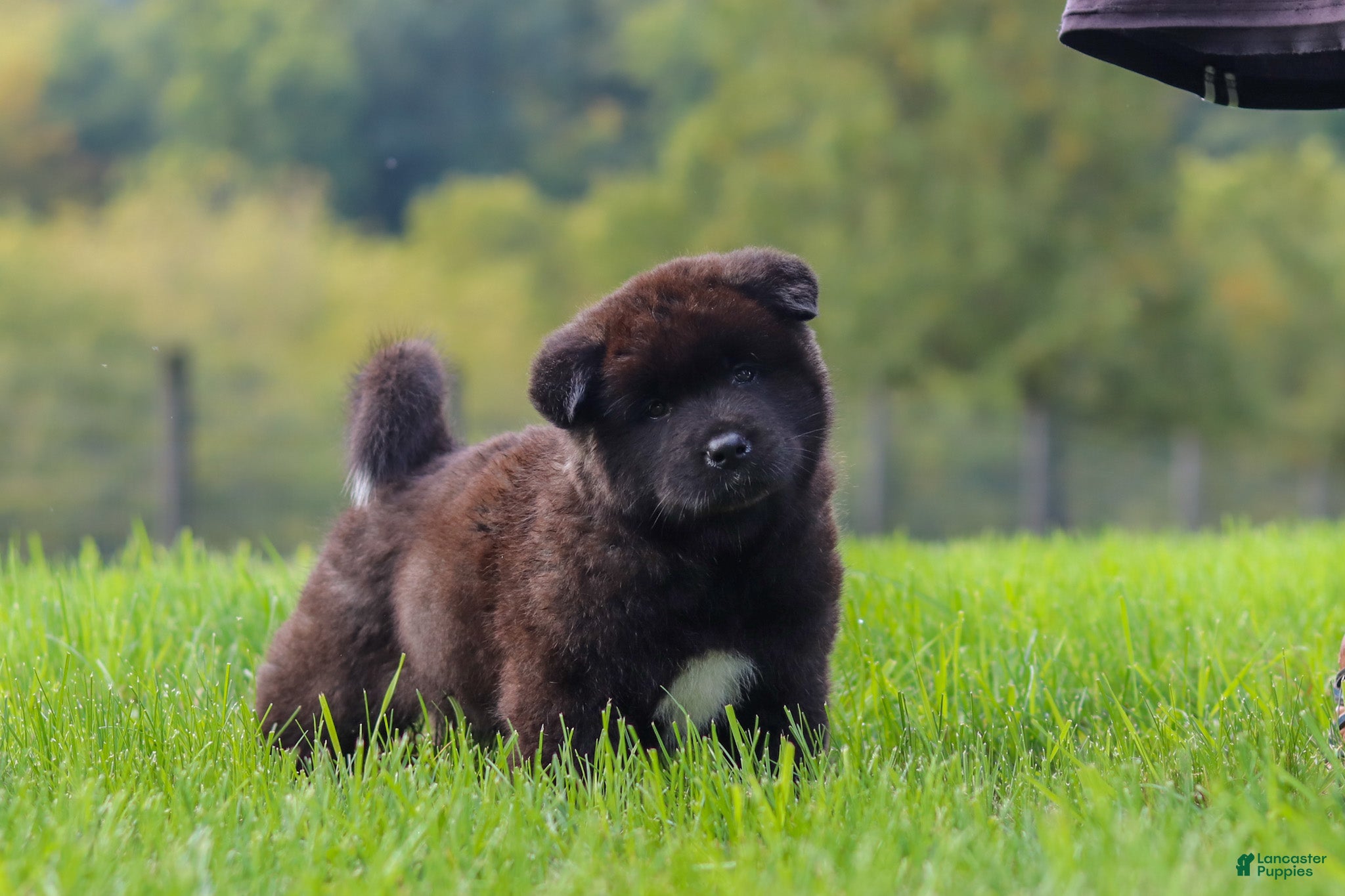 Akita dogs Nova - Ad 2