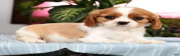 Cavalier King Charles Spaniel dogs for sale: Paige - Ad 3