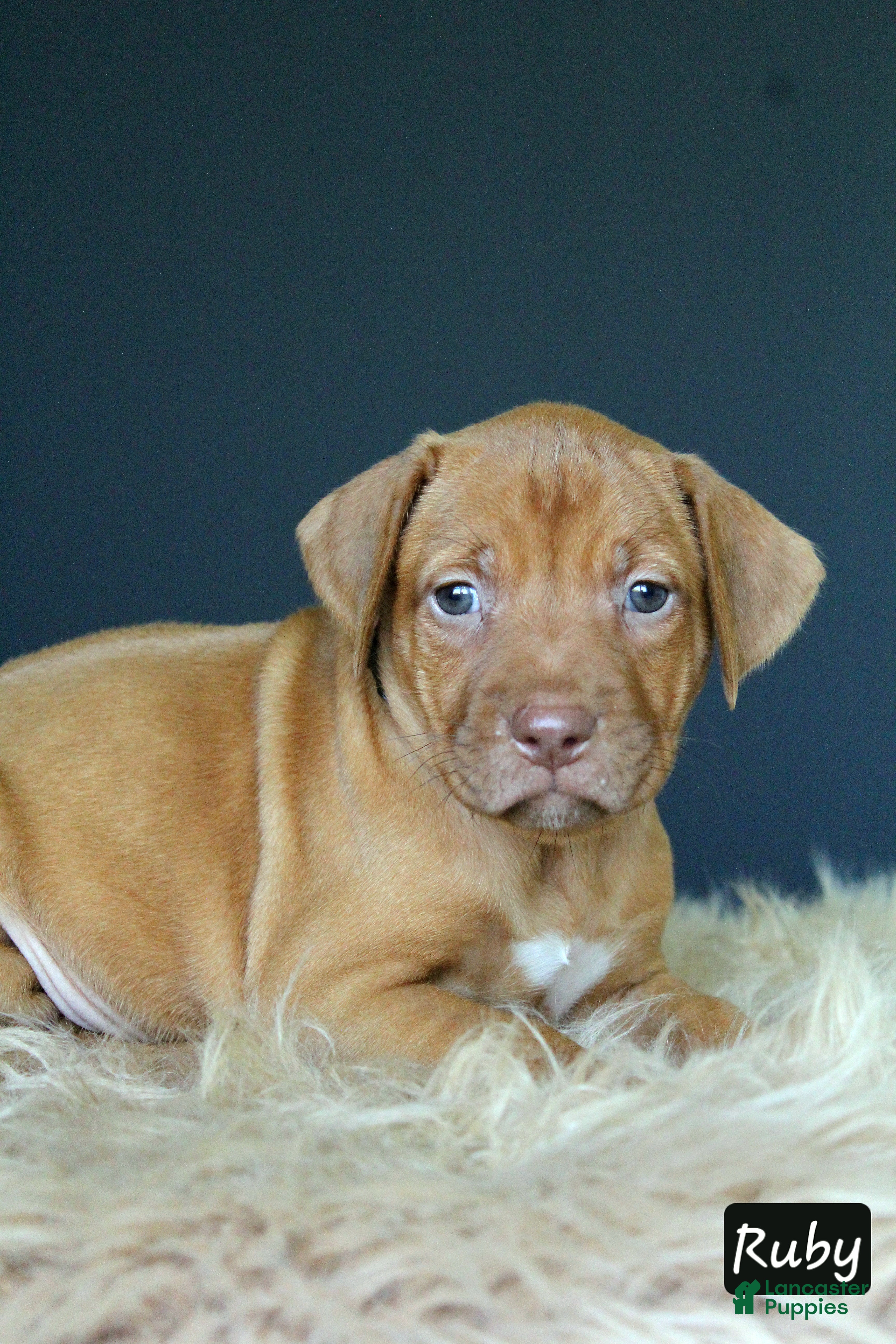 Rhodesian Ridgeback dogs Ruby - Ad 1