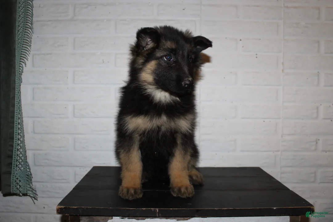 German Shepherd dogs for sale: Greta - Ad 1