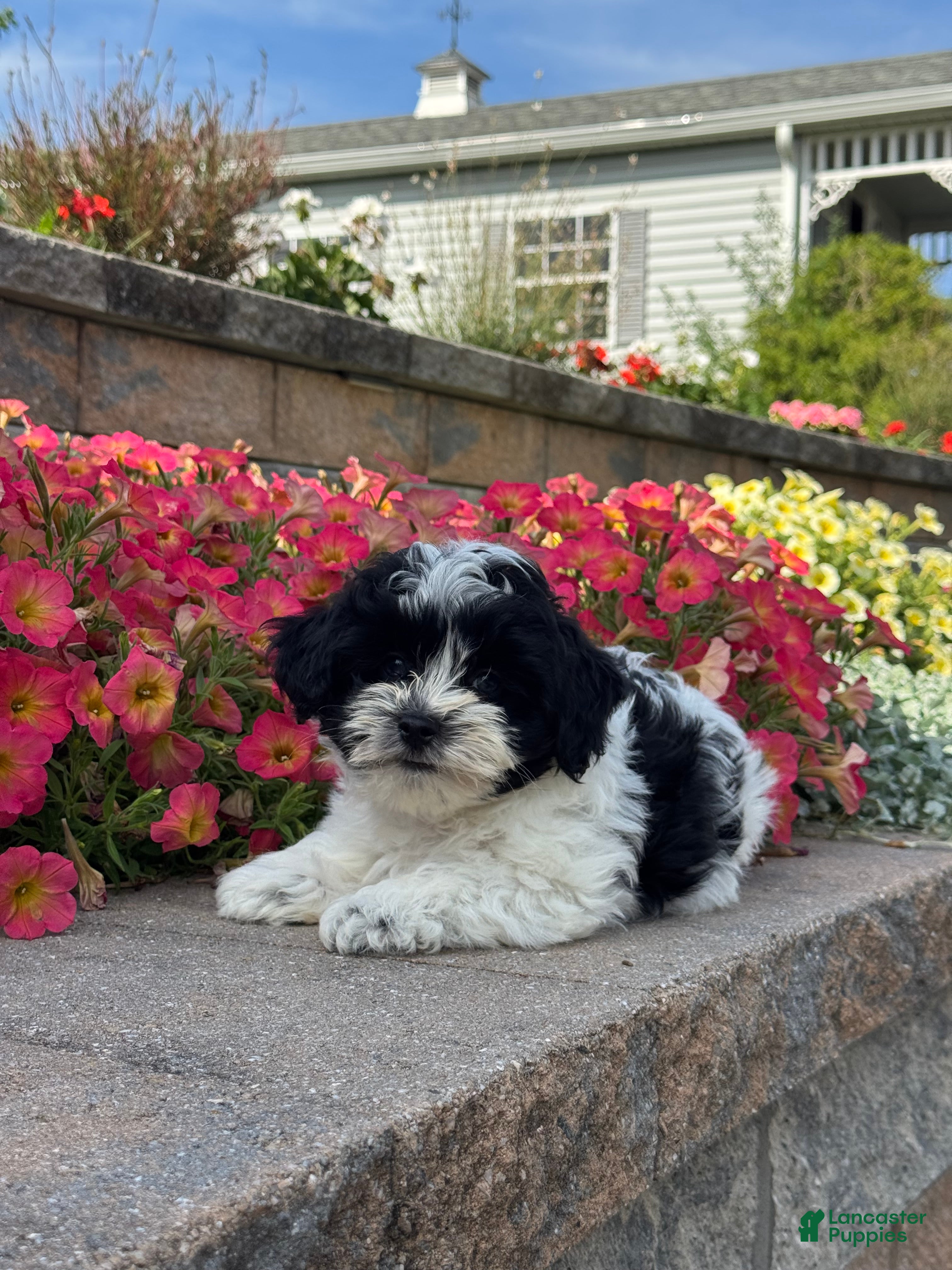 Mixed Breed dogs Ashton - Ad 10