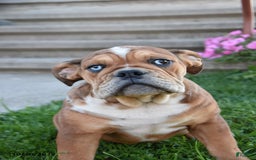 Mixed Breed dogs for sale: Macey - Image 3