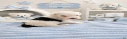 Sheepadoodle dogs for sale: Jax💙SheepaDoodle - Ad 18