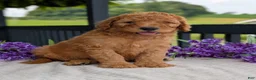 Goldendoodle dogs for sale: Archie  - Ad 13