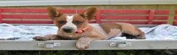 Australian Cattle Dog dogs for sale: Peanut Butter - Ad 4