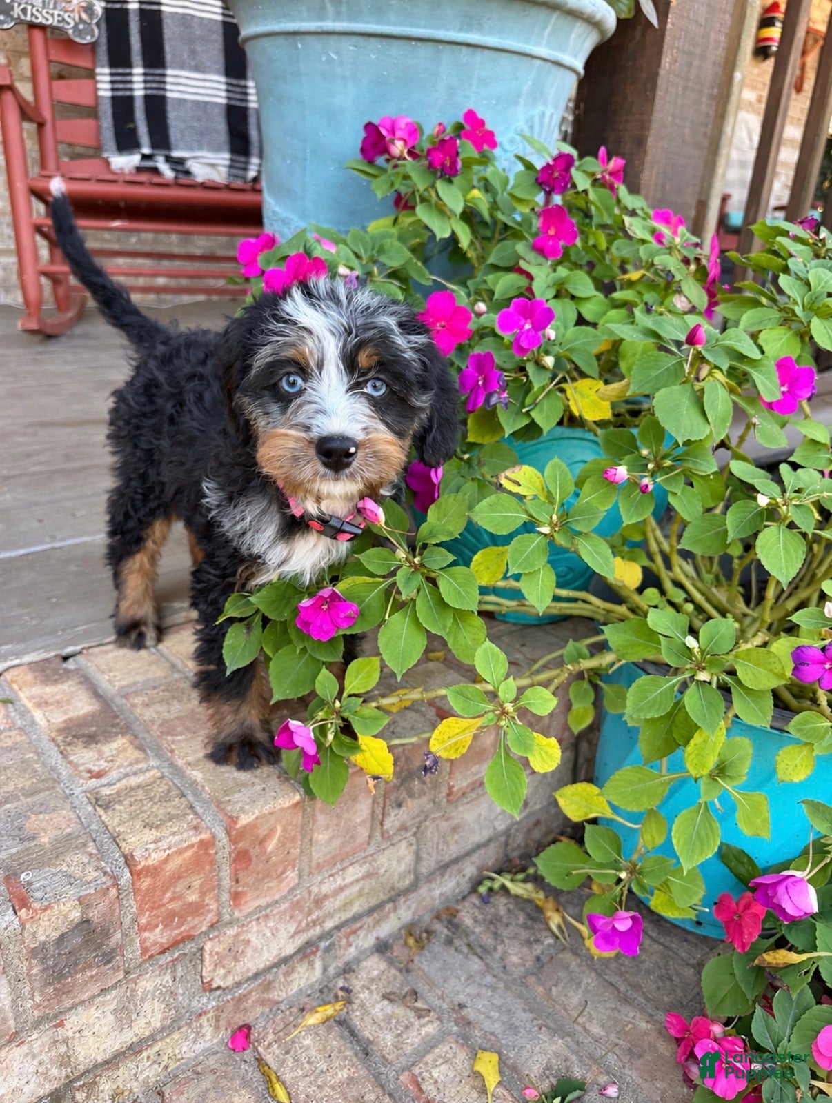 Mini Bernedoodle dogs for sale: Daisy - Ad 38
