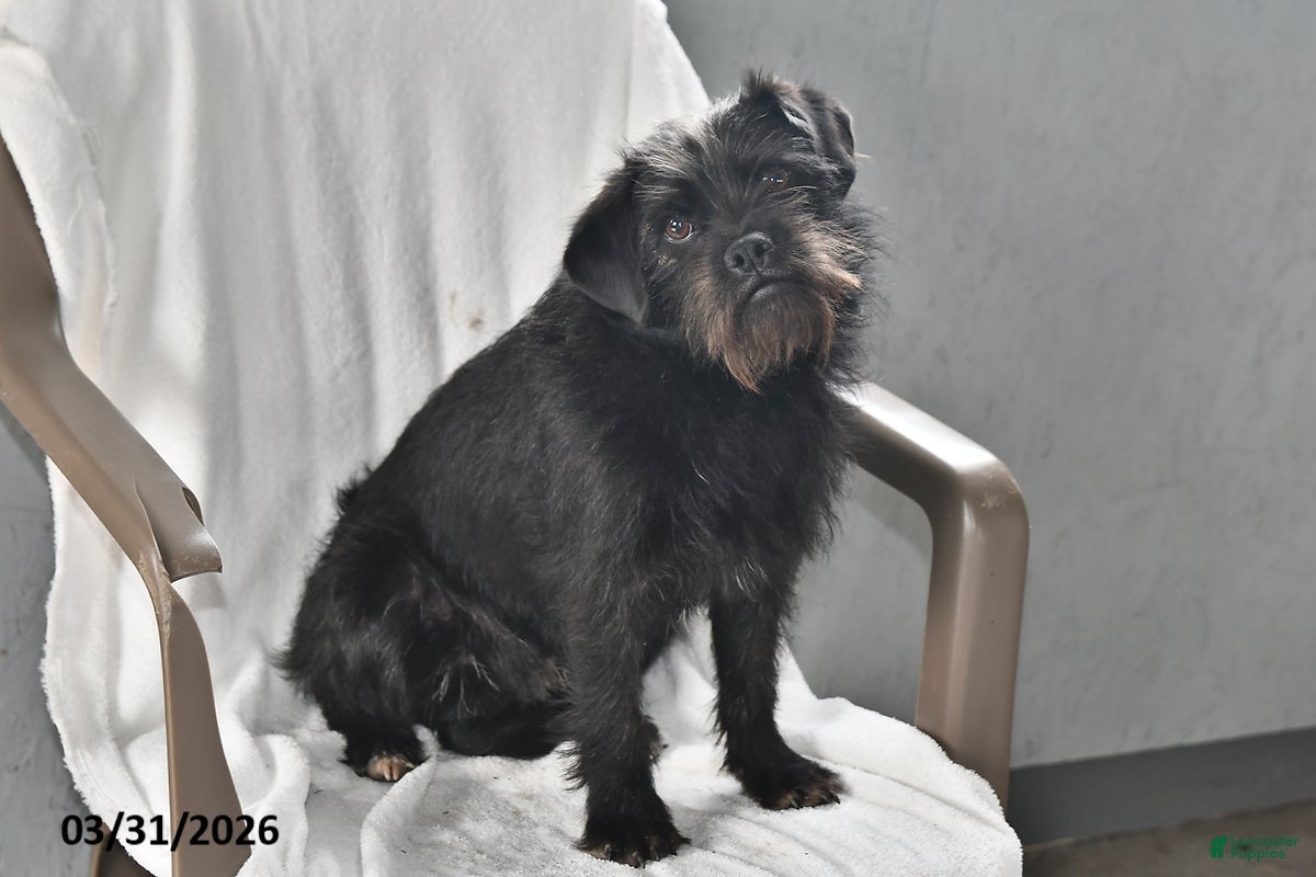 Mixed Breed dogs Rocky - Ad 2