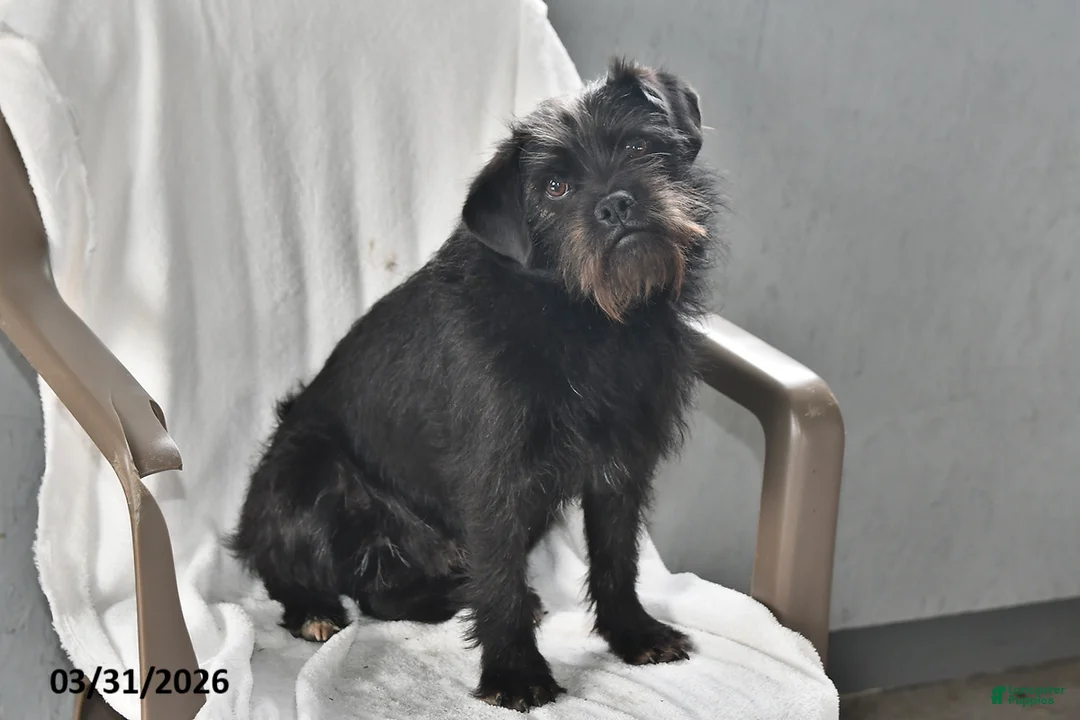 Mixed Breed dogs for sale: Rocky - Ad 2