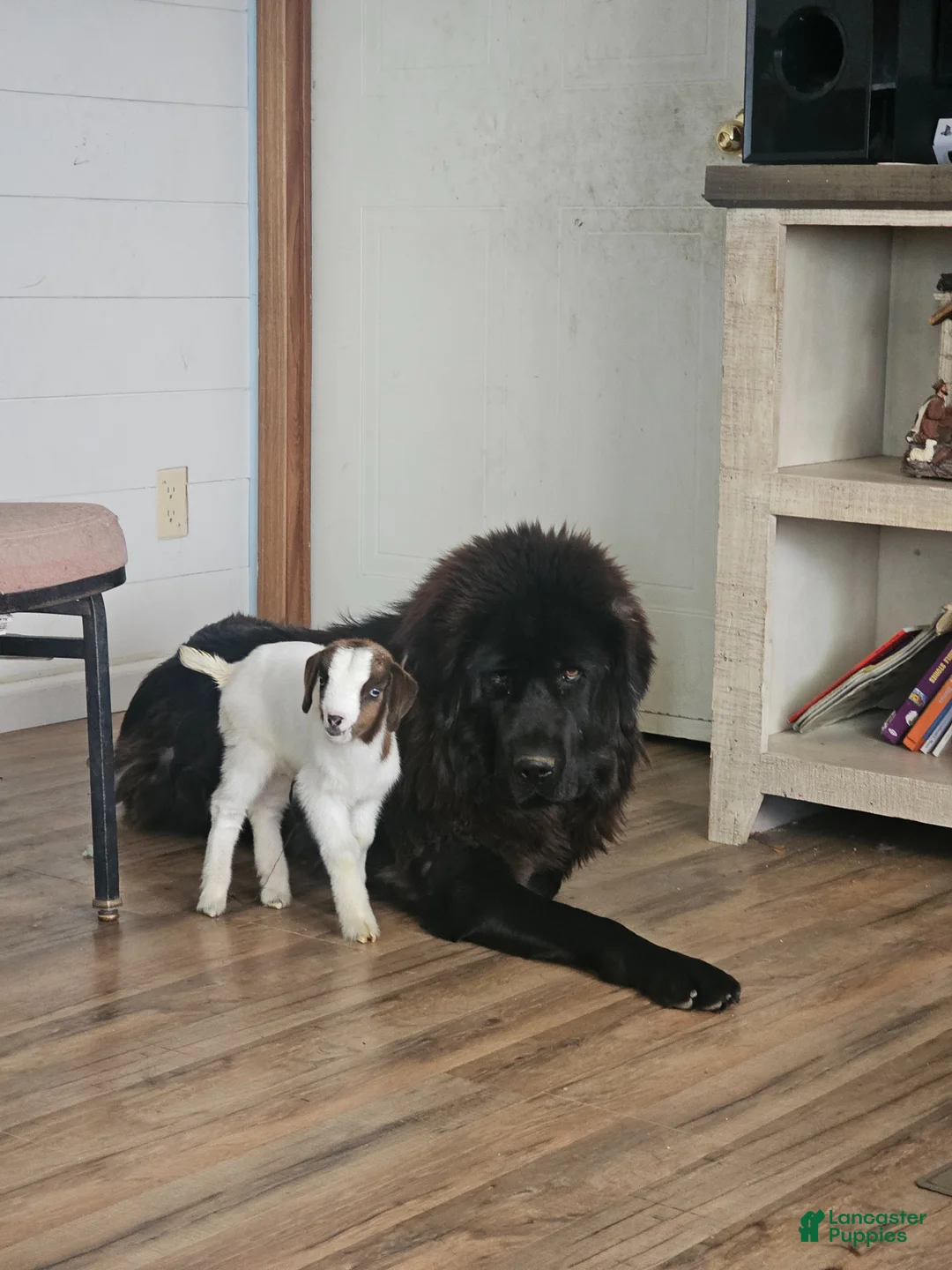 Tibetan Mastiff dogs for sale: Tibetan Mastiff Puppy 5 - Ad 2