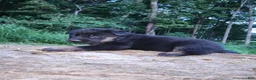 German Shepherd dogs for sale: German Shepherd 2 Tar - Ad 4