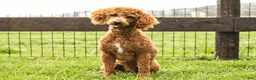 Cavapoo dogs for sale: Ivan - Ad 17