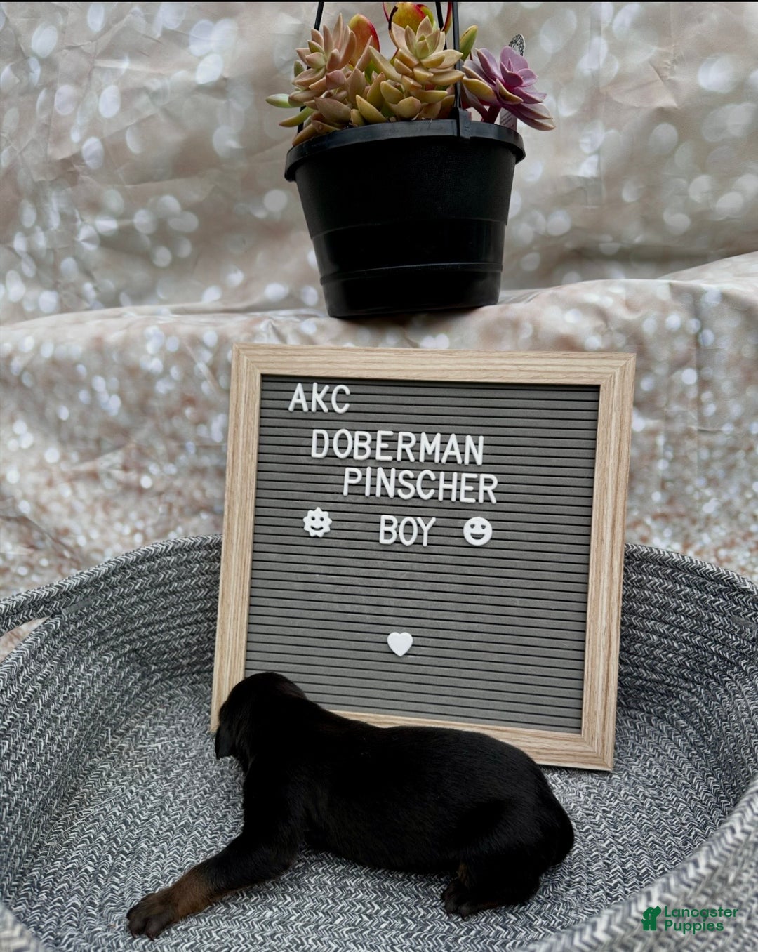 Doberman Pinscher dogs for sale: Black boy, black collar - Ad 4