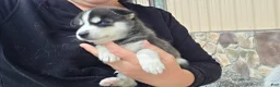 Siberian Husky dogs for sale: Elise - Ad 8