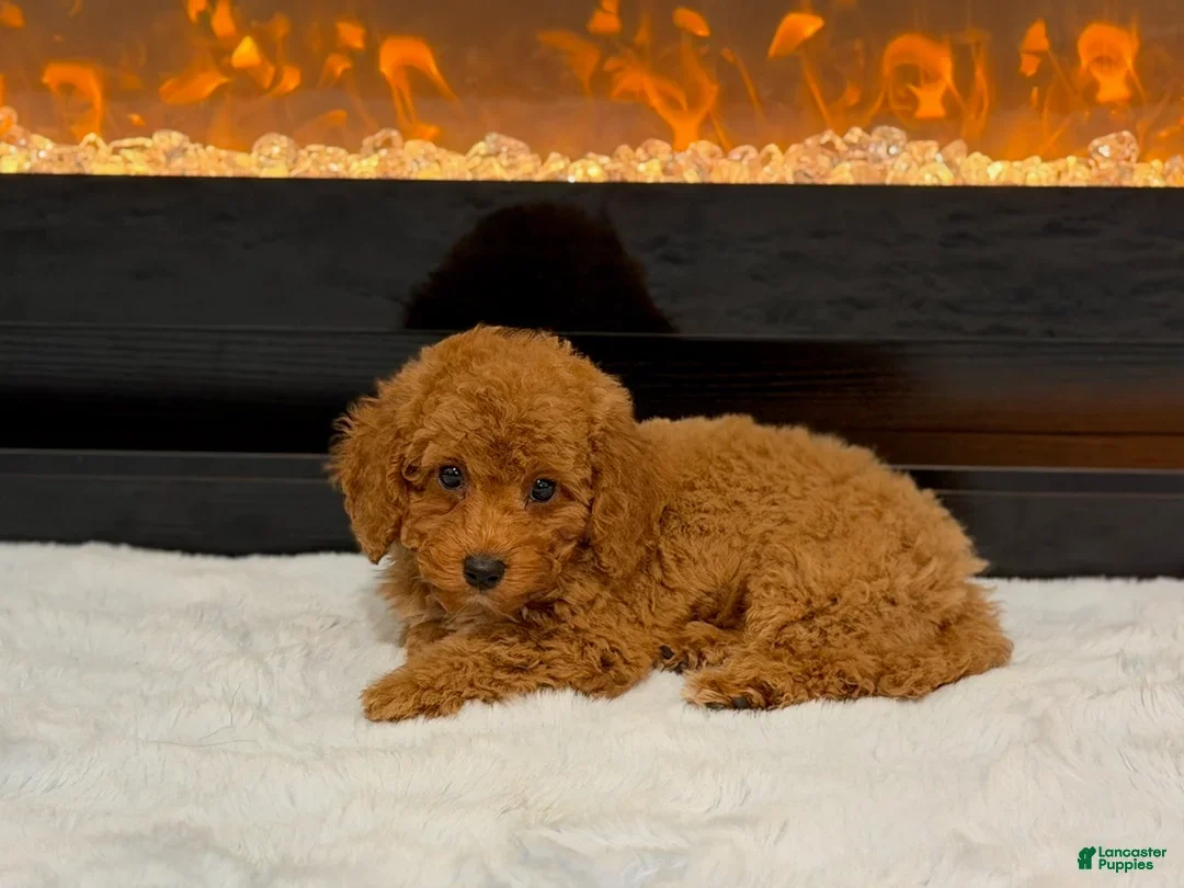 Miniature Poodle dogs for sale: Nate - Ad 1